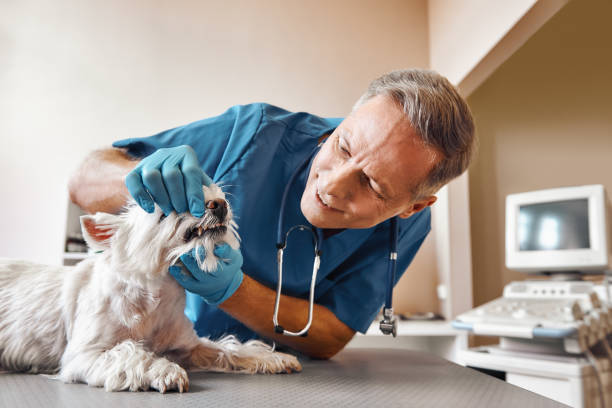 Best Urgent Care for Lost Fillings or Crowns in East End, AR